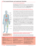 The Lymphoid System and Lymphocyte Circulation