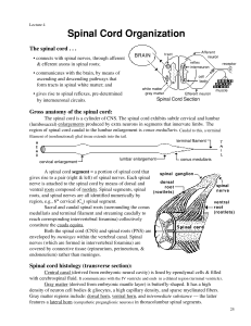 Spinal Cord Organization