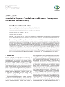 Axon Initial Segment Cytoskeleton: Architecture, Development, and