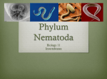 Phylum Nematoda - Sardis Secondary