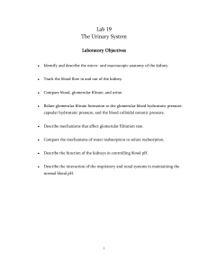 Lab 19 The Urinary System