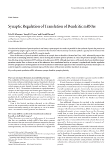 Synaptic Regulation of Translation of Dendritic mRNAs