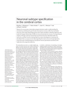 Neuronal subtype specification in the cerebral cortex