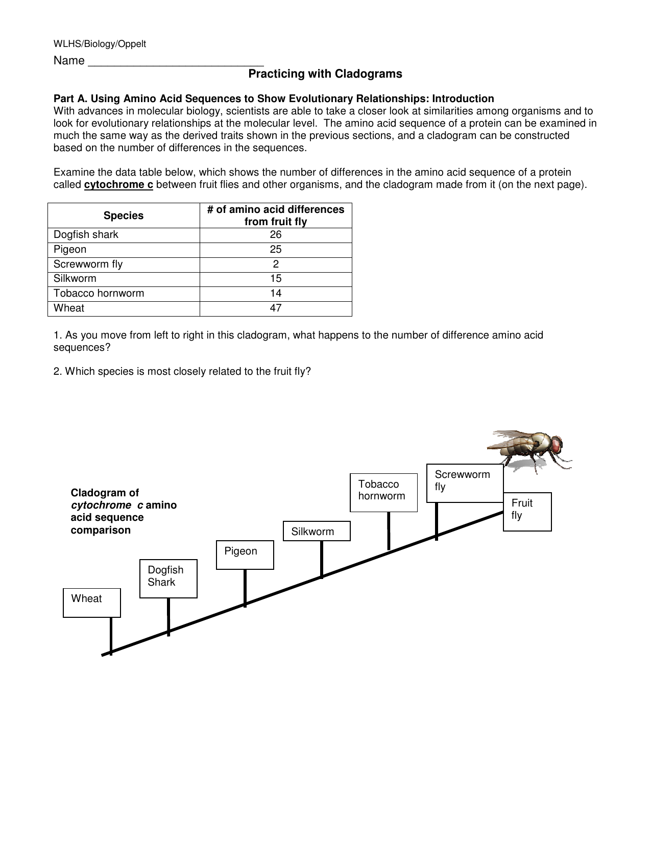 how-to-make-a-cladogram-answer-key