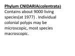 4- Phylum CNIDARIA Contains about 9000 living species(at 1977