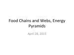 Food Chains and Webs, Energy Pyramids