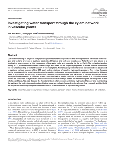 Investigating water transport through the xylem