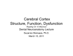Cerebral Cortex Structure, Function, Dysfunction