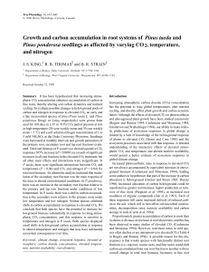 Growth and carbon accumulation in root systems of Pinus