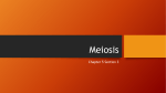 Meiosis - WordPress.com