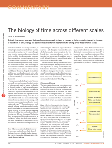 The biology of time across different scales