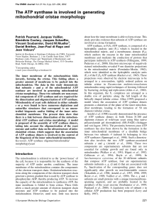 The ATP synthase is involved in generating mitochondrial cristae