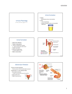 Urinary Physiology Urine Formation Urine Formation Glomerular
