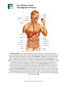 The Digestive Process - Pure Wellness Studio Inc.