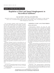 Regulation of Root and Fungal Morphogenesis in