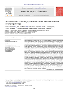 The mitochondrial carnitine/acylcarnitine carrier: Function