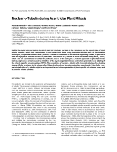 Nuclear -Tubulin during Acentriolar Plant Mitosis