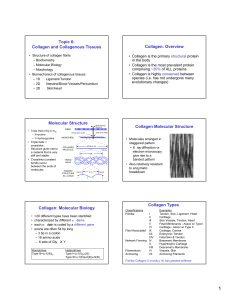 Collagen and Collagenous Tissues Collagen