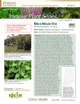 MIle-a-minute Vine - Invasive Plant Series