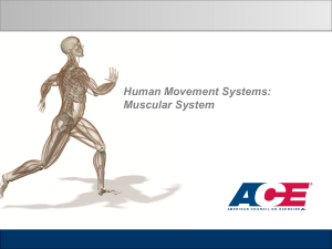 Human Movement Systems: Muscular System