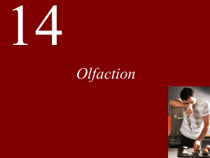 Lecture 14 Olfaction