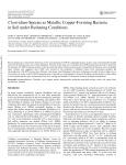Clostridium Species as Metallic Copper