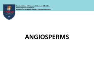 ANGIOSPERMS