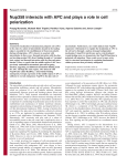 Nup358 interacts with APC and plays a role in cell polarization