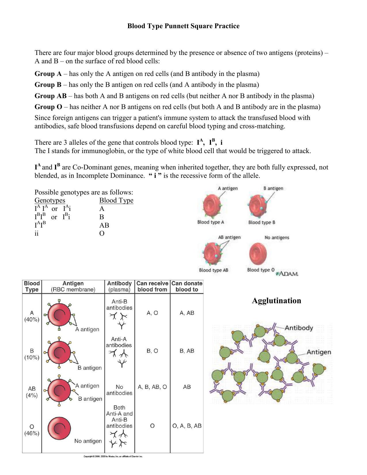 Blood Type Punnett Square Practice In Genetics Problems Worksheet Answer Key