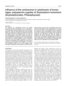Cytokinesis in Scytosiphon zygotes - Journal of Cell Science