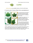 Invasive plant: Norway Maple (Acer pseudoplatanus)