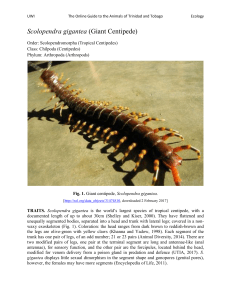Centipede, Giant (S)