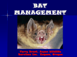 Bats eviction