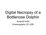 Digital Necropsy of a Bottlenose Dolphin