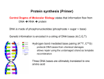 Protein synthesis (Primer)