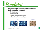 Agrobacterium-mediated transformation technology for monocot rice
