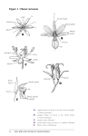 Lilies, Irises and Orchids Sample Pages