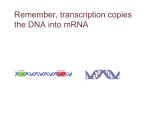 Remember, transcription copies the DNA into mRNA