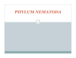 phylum nematoda