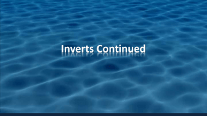 Inverts Continued - Cy