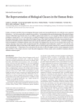The Representation of Biological Classes in the Human Brain