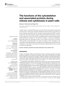 The functions of the cytoskeleton and associated