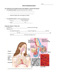 Date: Notes: The Respiratory System The respiratory and