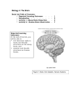 Biology 4: The Brain