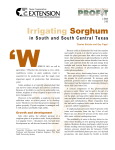 Irrigating Sorghum in South and South Central Texas