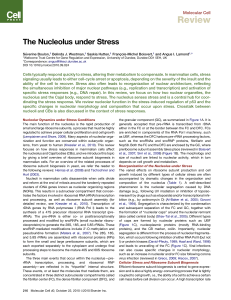 The Nucleolus under Stress