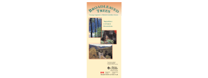 Broadleaved Trees - Ministry of Forests, Lands and Natural