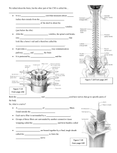 Spinal Cord and Nerves Notes