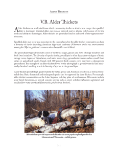 VB Alder Thickets - Minnesota Board of Water and Soil Resources