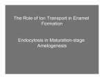 The Role of Ion Transport in Enamel Formation Endocytosis in